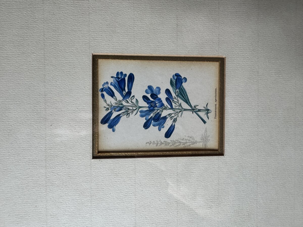 ペンステモン・スペキオスム（青いビアードタング）― 19世紀の手彩色植物銅版画です。 — Inschrift