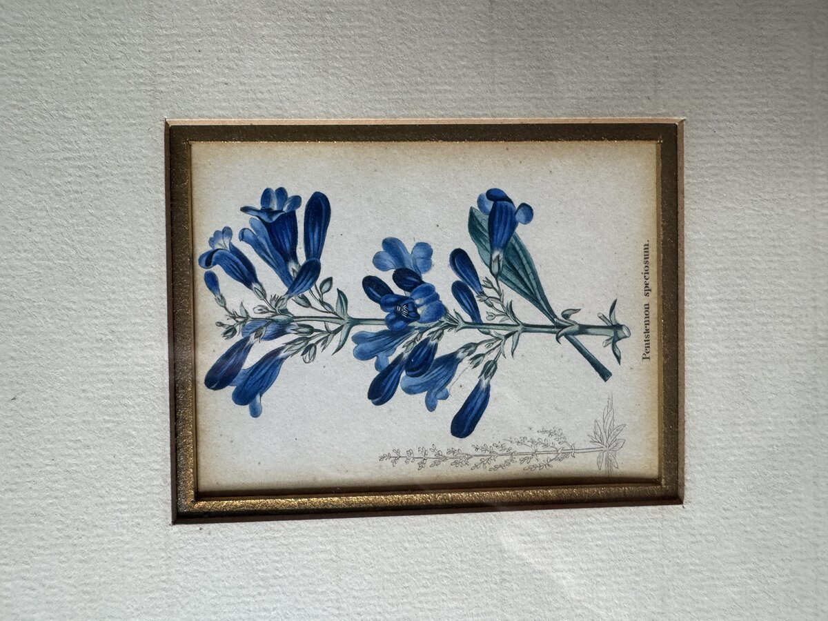 ペンステモン・スペキオスム（青いビアードタング）― 19世紀の手彩色植物銅版画です。 — Inschrift