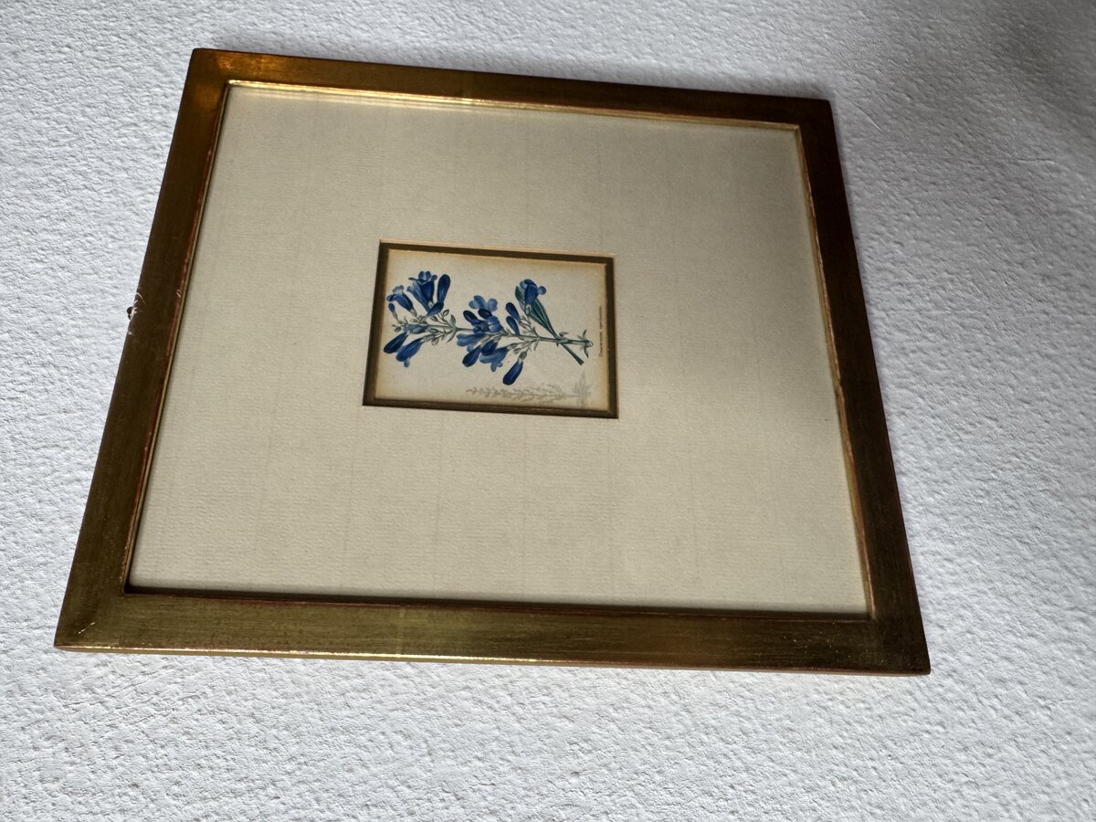 ペンステモン・スペキオスム（青いビアードタング）― 19世紀の手彩色植物銅版画です。 — Vorderseite