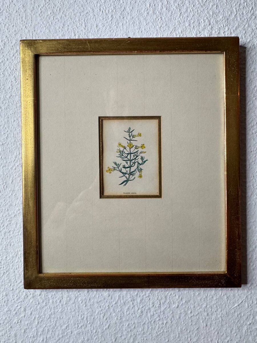 グラティオラ・アウレア（Gratiola aurea）— ワッツによる手彩色銅版画、1840年です。 — Vorderseite