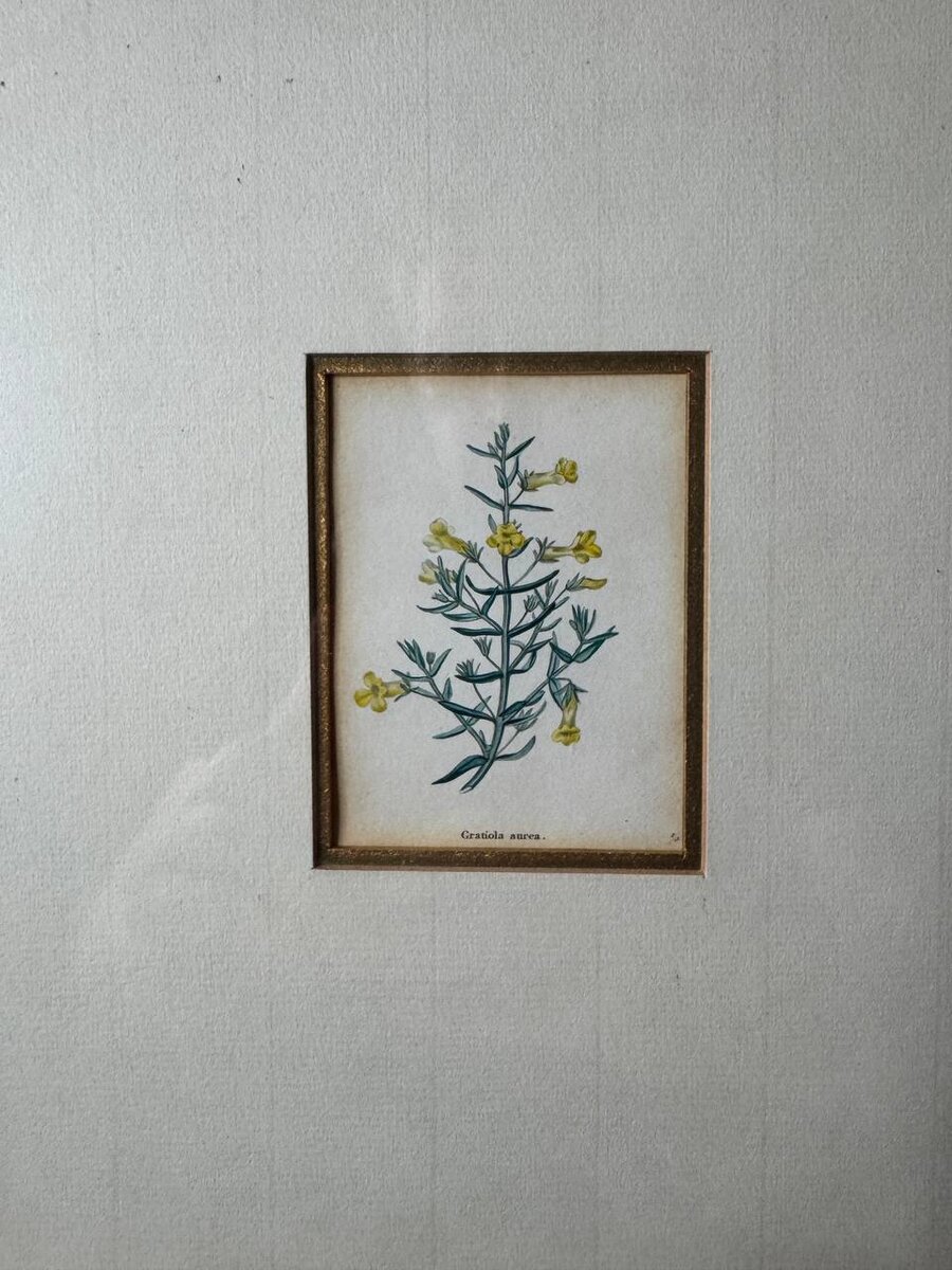 グラティオラ・アウレア（Gratiola aurea）— ワッツによる手彩色銅版画、1840年です。 — Vorderseite
