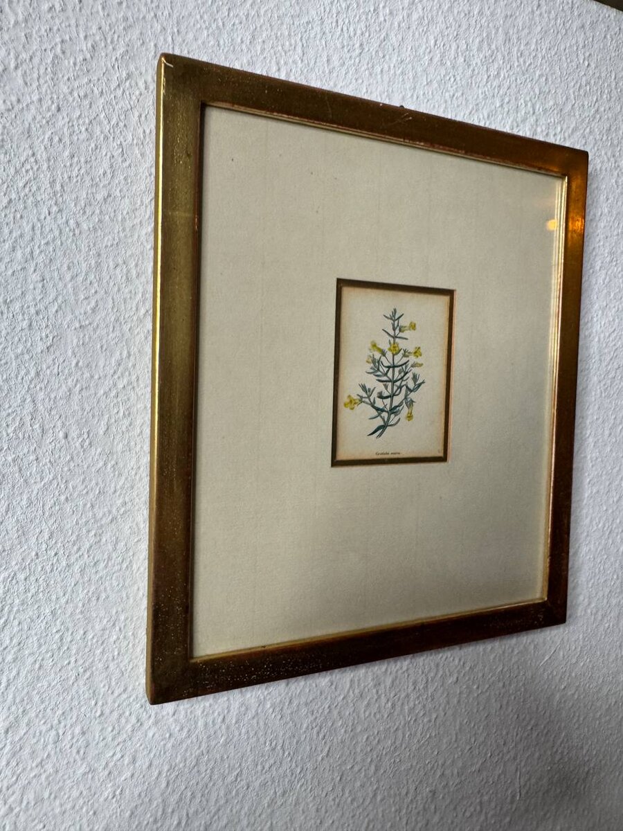 グラティオラ・アウレア（Gratiola aurea）— ワッツによる手彩色銅版画、1840年です。 — Kontext