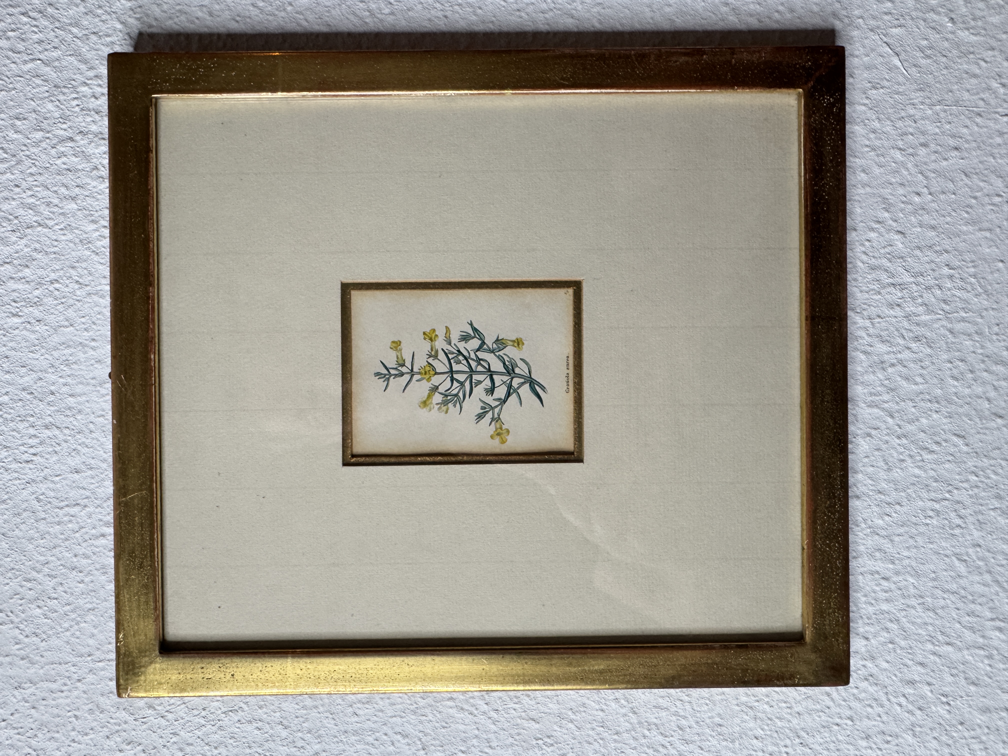 Gratiola aurea – Handkolorierter botanischer Kupferstich, 18./19. Jh.