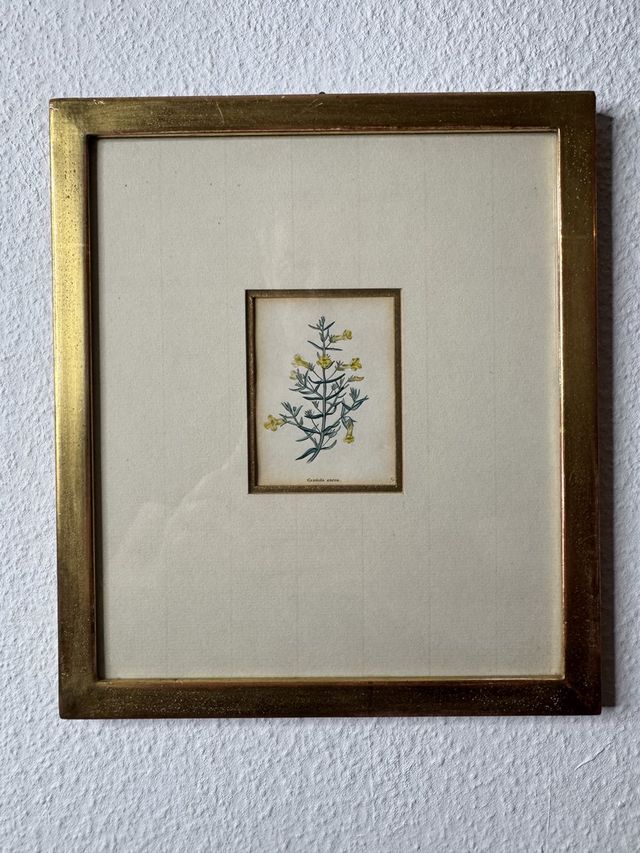 Gratiola aurea – handkolorierter botanischer Kupferstich