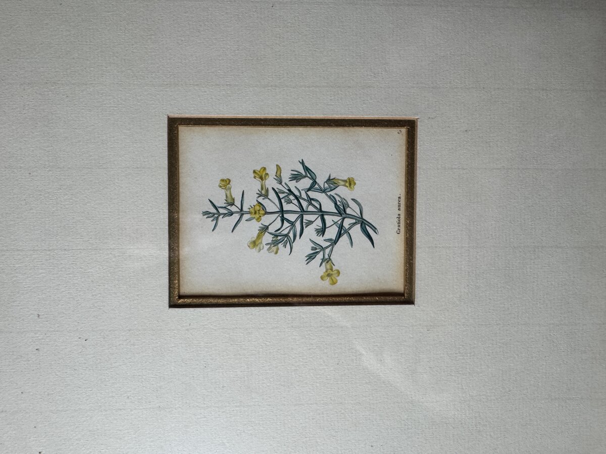グラティオラ・アウレア（Gratiola aurea）― 手彩色の植物銅版画、18〜19世紀のものです。 — Inschrift