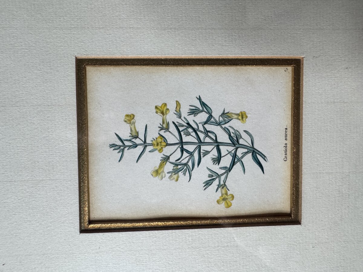 グラティオラ・アウレア（Gratiola aurea）― 手彩色の植物銅版画、18〜19世紀のものです。 — Inschrift