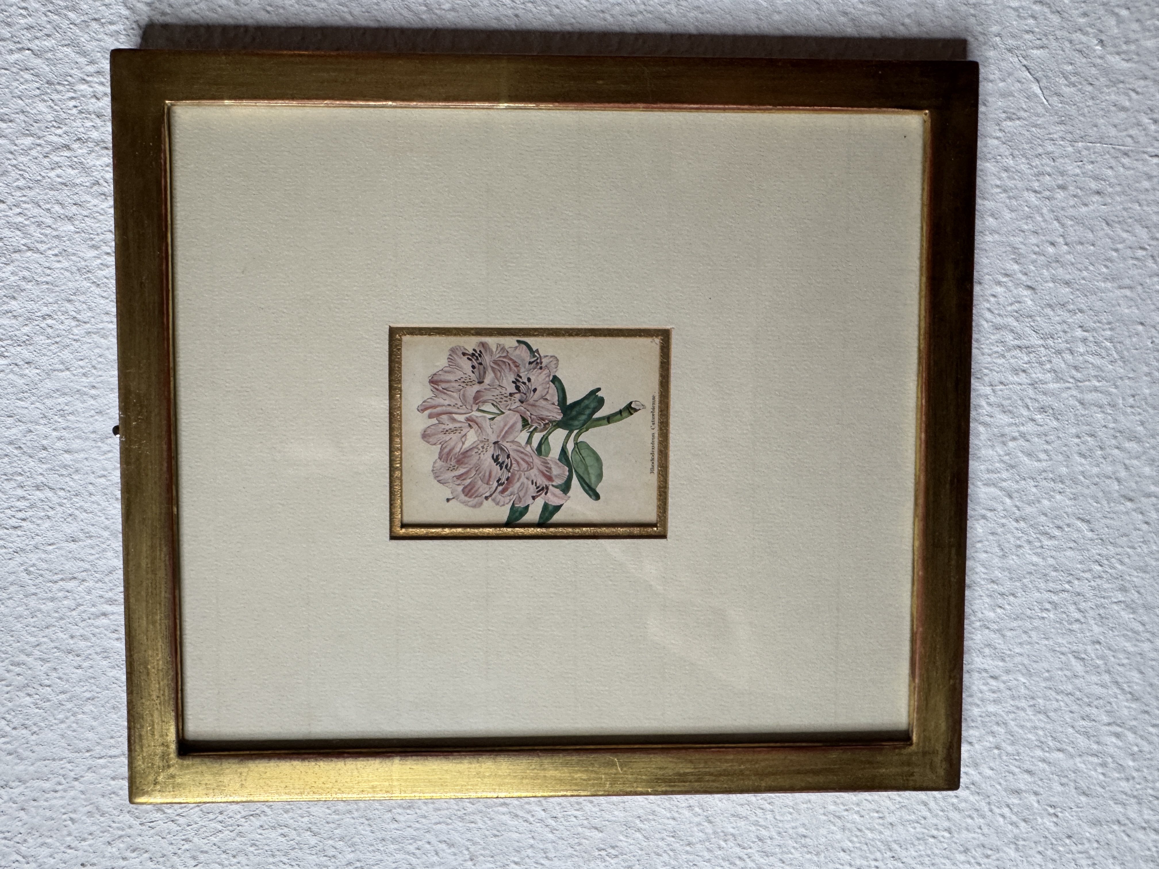 Rhododendron Catawbiense – Handkolorierter botanischer Stahlstich, 19. Jahrhundert