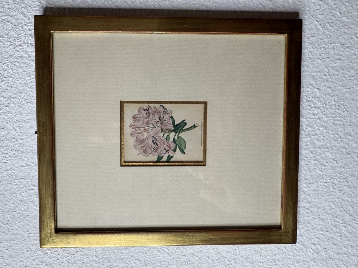 Rhododendron Catawbiense – Handkolorierter botanischer Stahlstich, 19. Jahrhundert — Vorderseite
