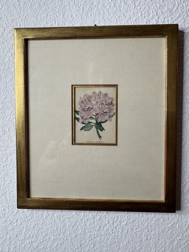 Rhododendron Catawbiense – handkolorierter Stahlstich, 19. Jh, Goldrahmen