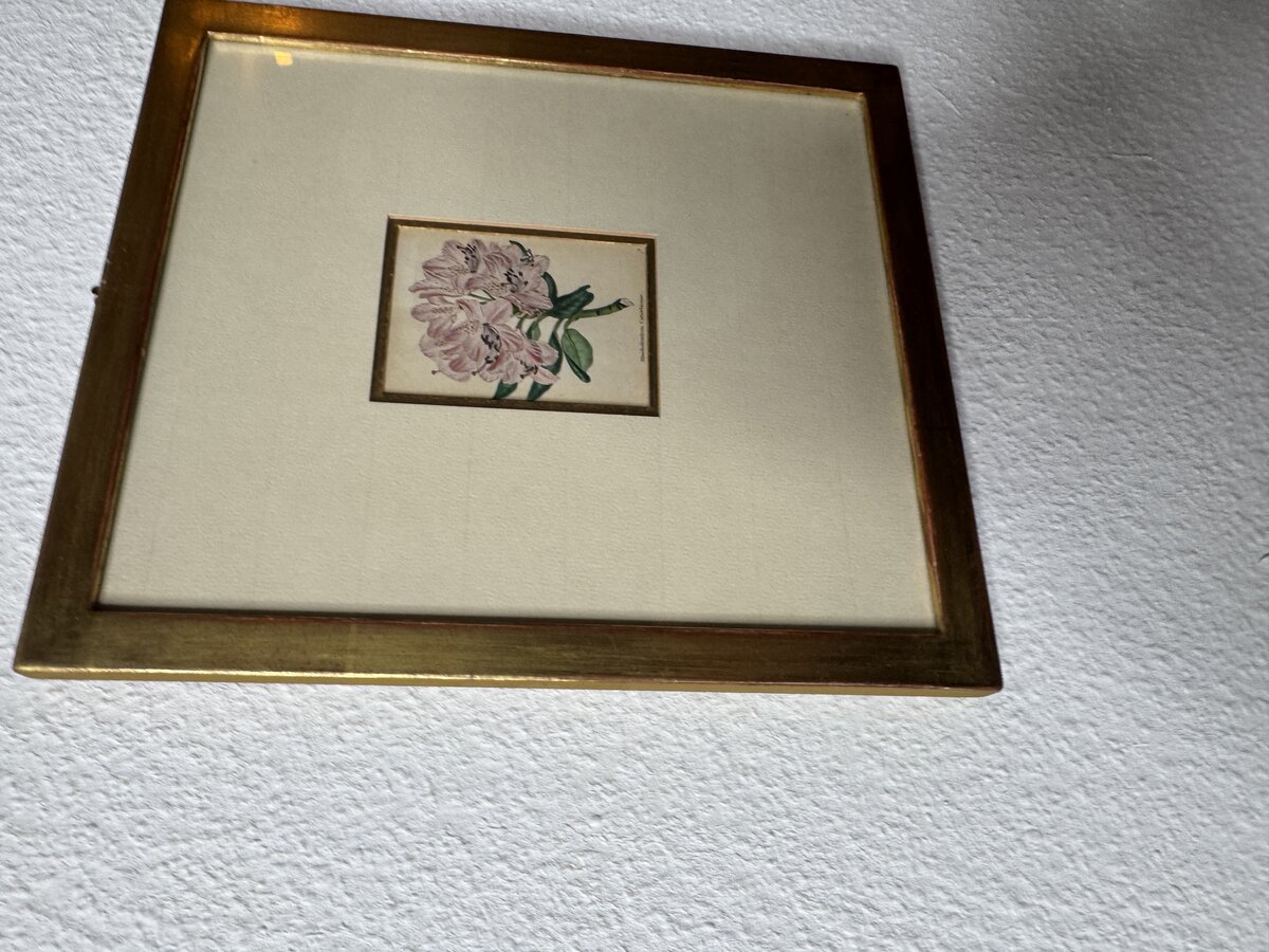 Rhododendron Catawbiense – Handkolorierter botanischer Stahlstich, 19. Jahrhundert — Vorderseite