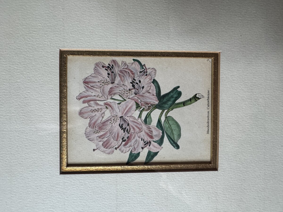 Rhododendron Catawbiense – Handkolorierter botanischer Stahlstich, 19. Jahrhundert — Inschrift