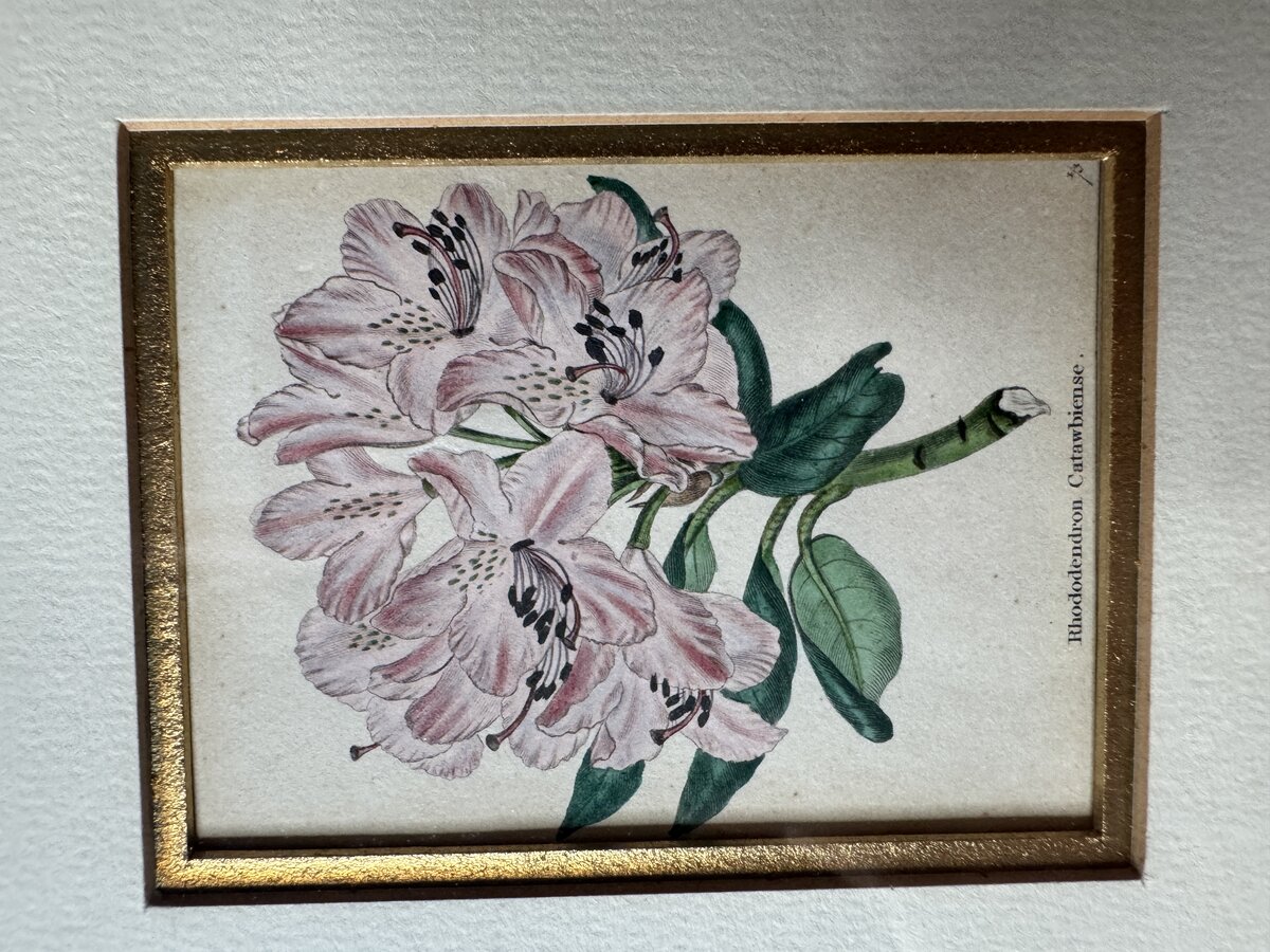 Rhododendron Catawbiense – Handkolorierter botanischer Stahlstich, 19. Jahrhundert — Inschrift