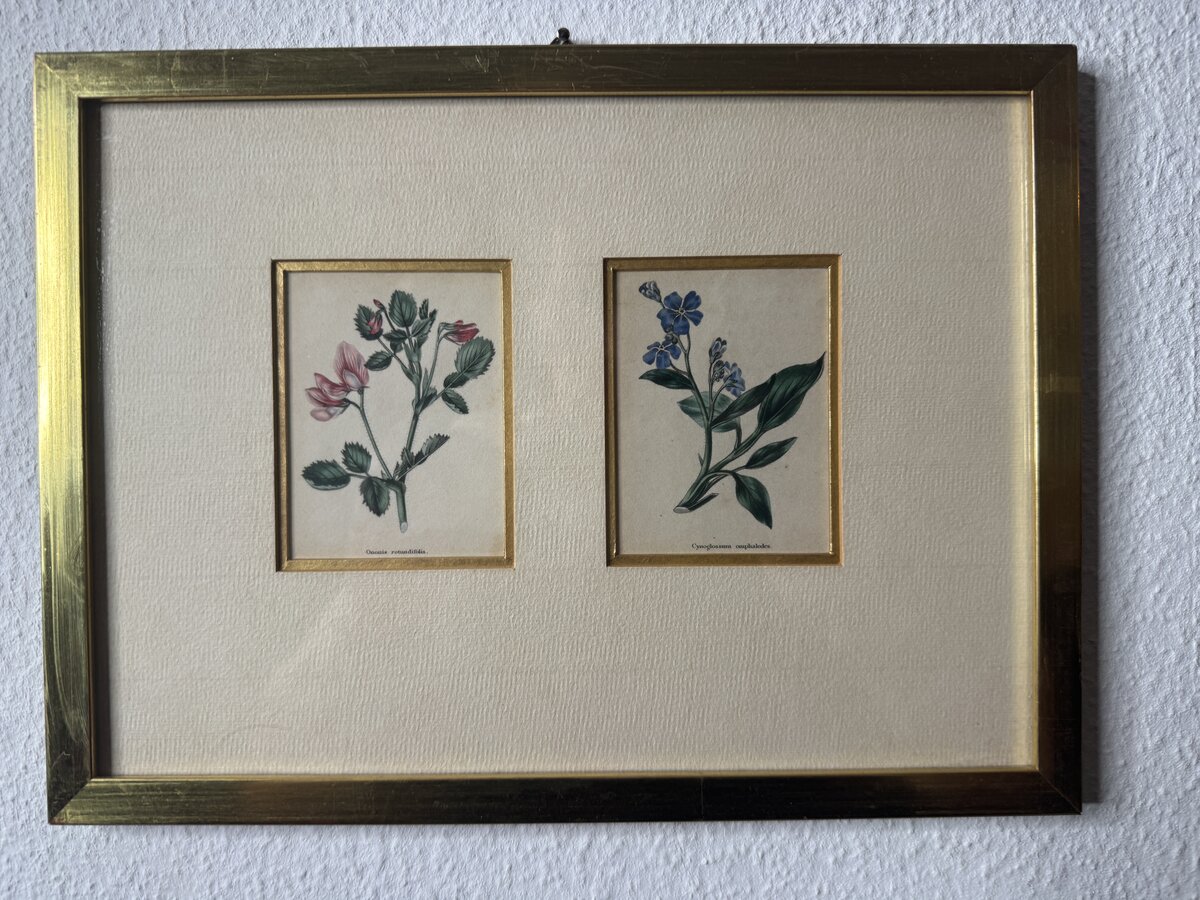 手彩色の植物版画2点セット（オノニス・ロツンディフォリア／キノグロッスム・オンファロデス）額装です — Vorderseite
