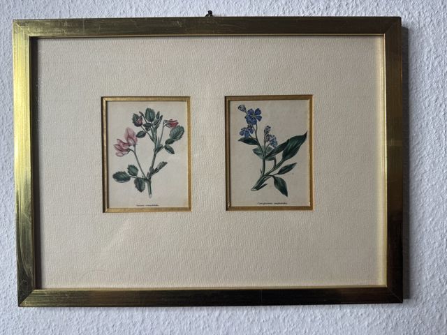Zwei kolorierte botanische Kupferstiche – Ononis & Cynoglossum, gerahmt