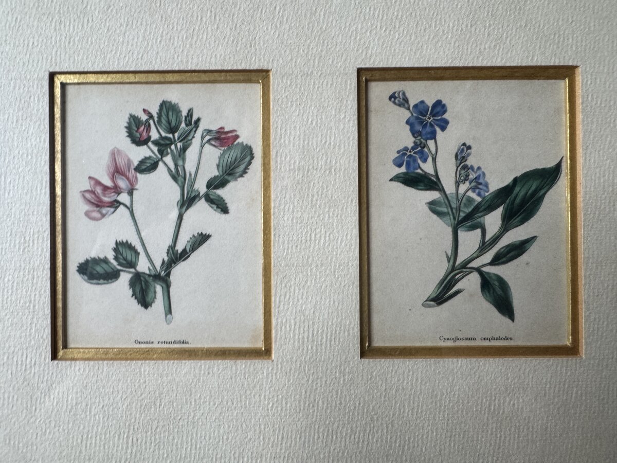 手彩色の植物版画2点セット（オノニス・ロツンディフォリア／キノグロッスム・オンファロデス）額装です — Inschrift