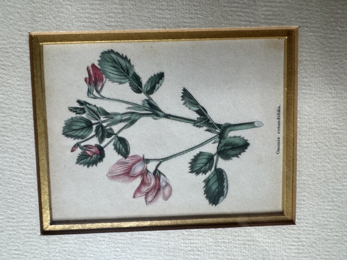 手彩色の植物版画2点セット（オノニス・ロツンディフォリア／キノグロッスム・オンファロデス）額装です — Inschrift