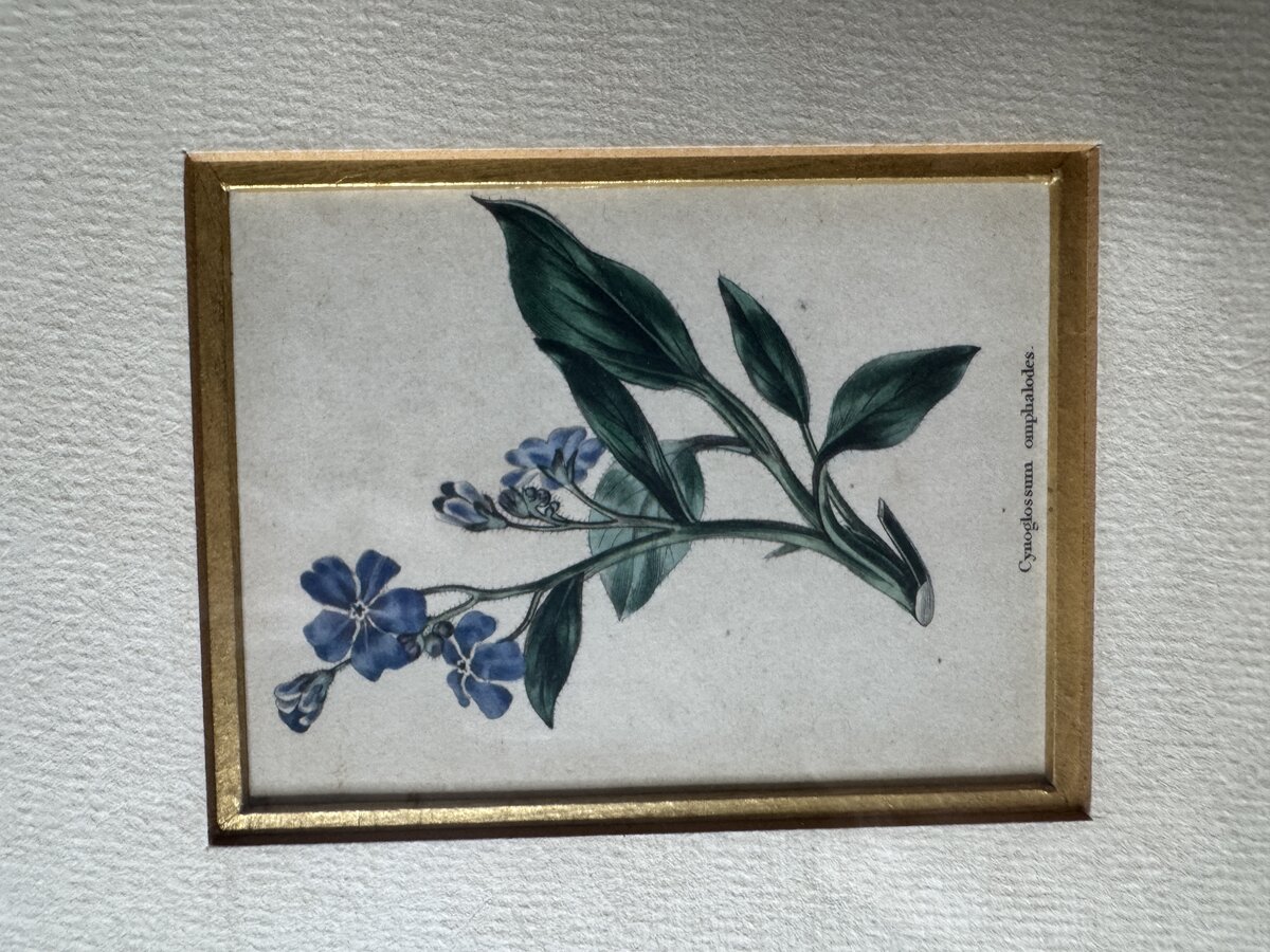 手彩色の植物版画2点セット（オノニス・ロツンディフォリア／キノグロッスム・オンファロデス）額装です — Inschrift