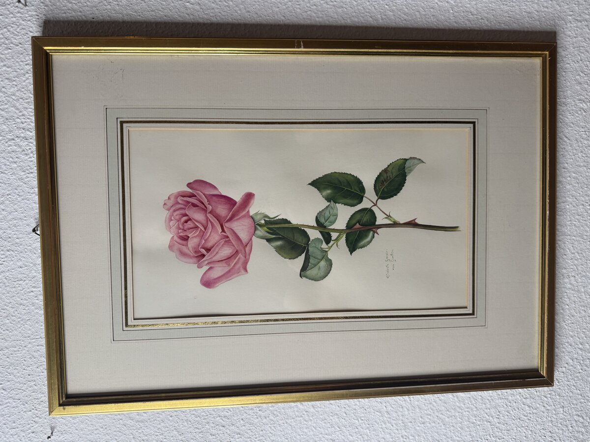 Rosa Rose — Botanisches Aquarell von Elisabeth Gasser-von Gunten — Vorderseite