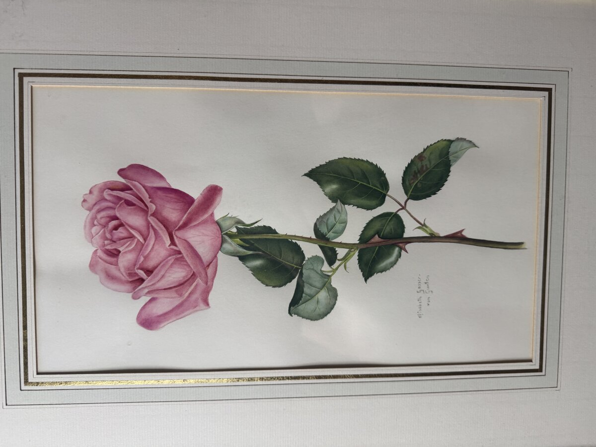 Rosa Rose — Botanisches Aquarell von Elisabeth Gasser-von Gunten — Vorderseite