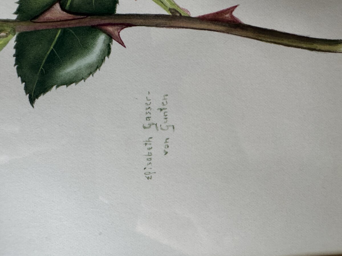 Rosa Rose — Botanisches Aquarell von Elisabeth Gasser-von Gunten — Signatur