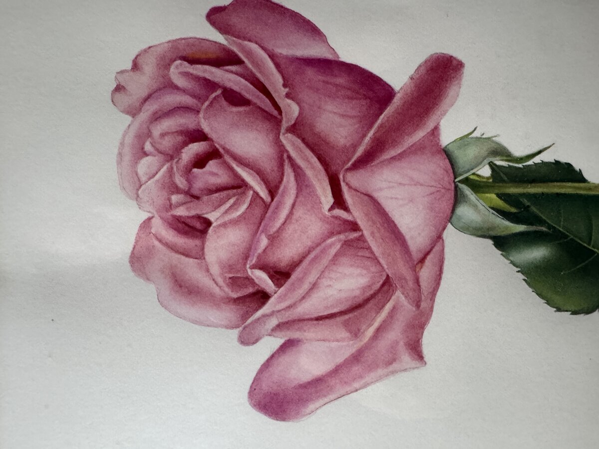 Rosa Rose — Botanisches Aquarell von Elisabeth Gasser-von Gunten — Vorderseite