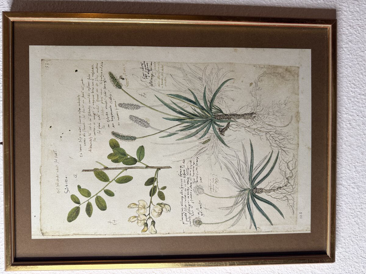 コンラート・ゲスナーの『植物誌（Historia Plantarum）』からの植物研究図 ― コルテア、アルペンオオバコ、黒オオバコ（複製版）です。 — Vorderseite