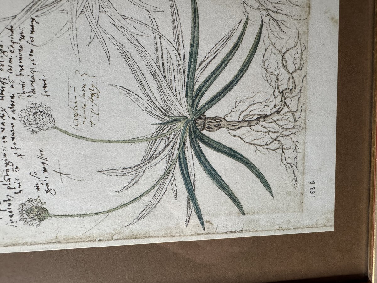 コンラート・ゲスナーの『植物誌（Historia Plantarum）』からの植物研究図 ― コルテア、アルペンオオバコ、黒オオバコ（複製版）です。 — Inschrift