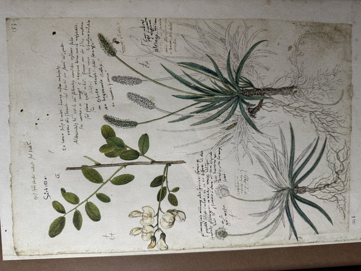 コンラート・ゲスナーの『植物誌（Historia Plantarum）』からの植物研究図 ― コルテア、アルペンオオバコ、黒オオバコ（複製版）です。 — Vorderseite