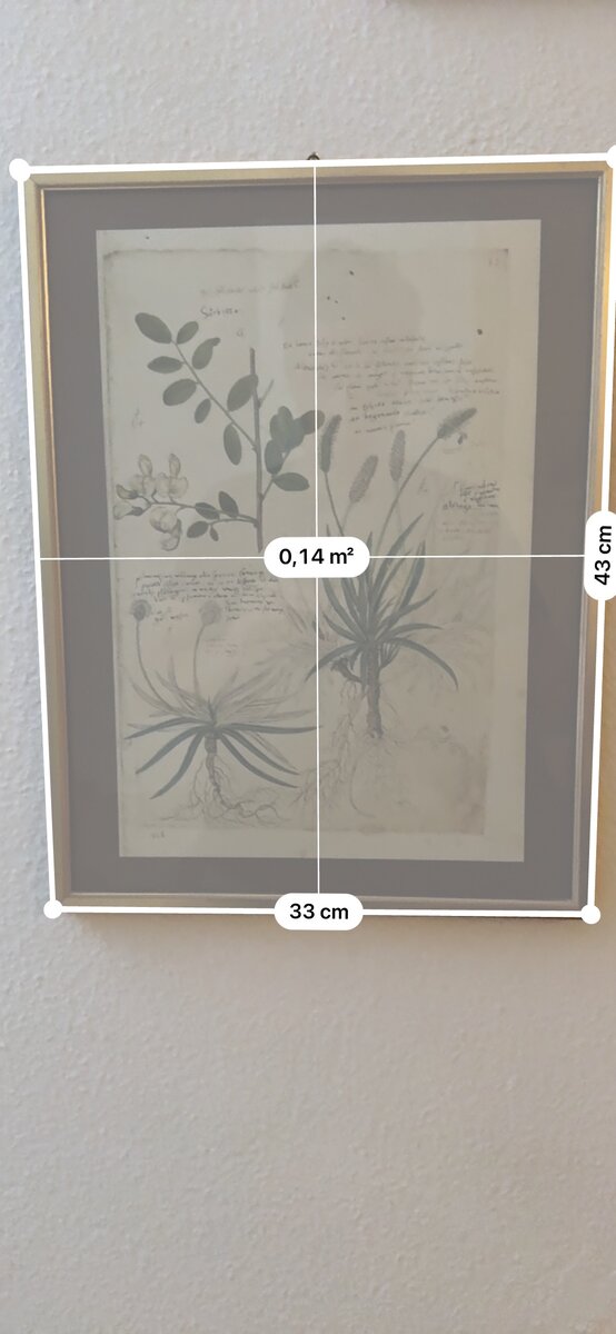 コンラート・ゲスナーの『植物誌（Historia Plantarum）』からの植物研究図 ― コルテア、アルペンオオバコ、黒オオバコ（複製版）です。 — Kontext