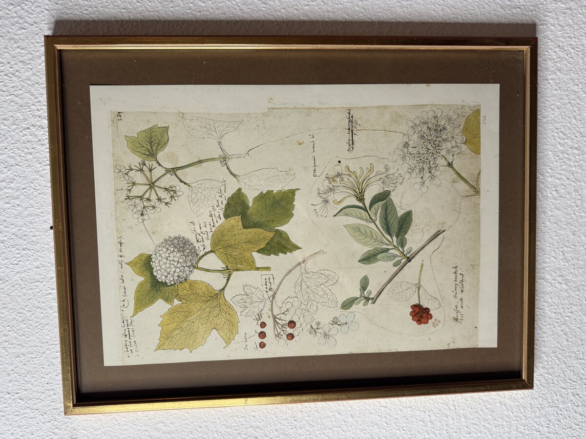 Botanische Studie aus Conrad Gessners 'Historia Plantarum' — Schneeball & Geissblatt (Faksimile) — Vorderseite