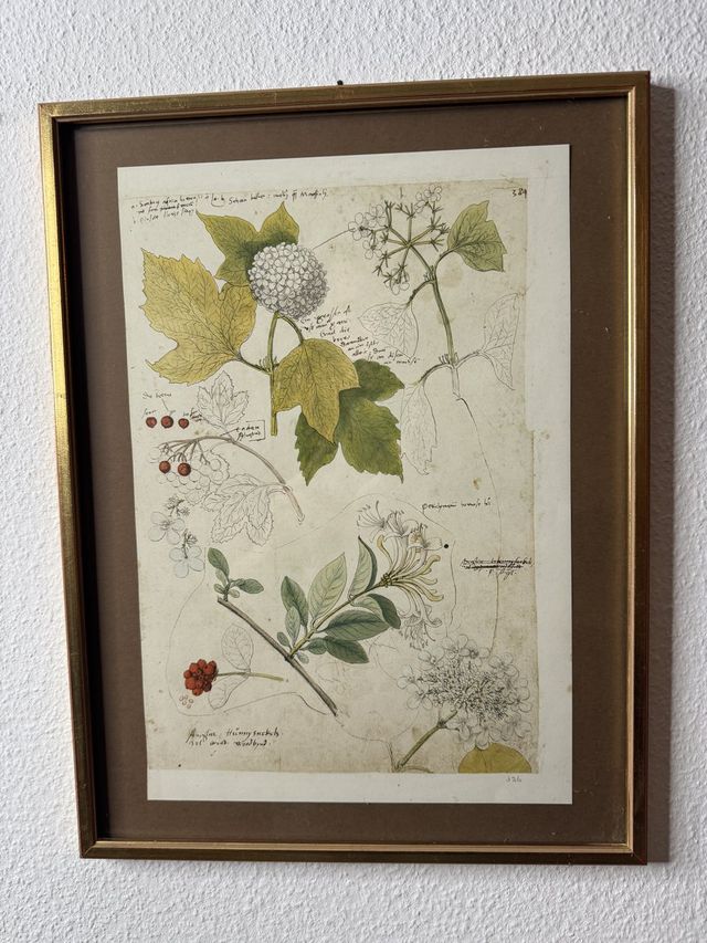 Gessner 'Historia Plantarum' — Schneeball & Geissblatt (Faksimile)