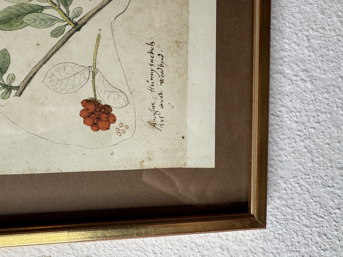 Botanische Studie aus Conrad Gessners 'Historia Plantarum' — Schneeball & Geissblatt (Faksimile) — Inschrift