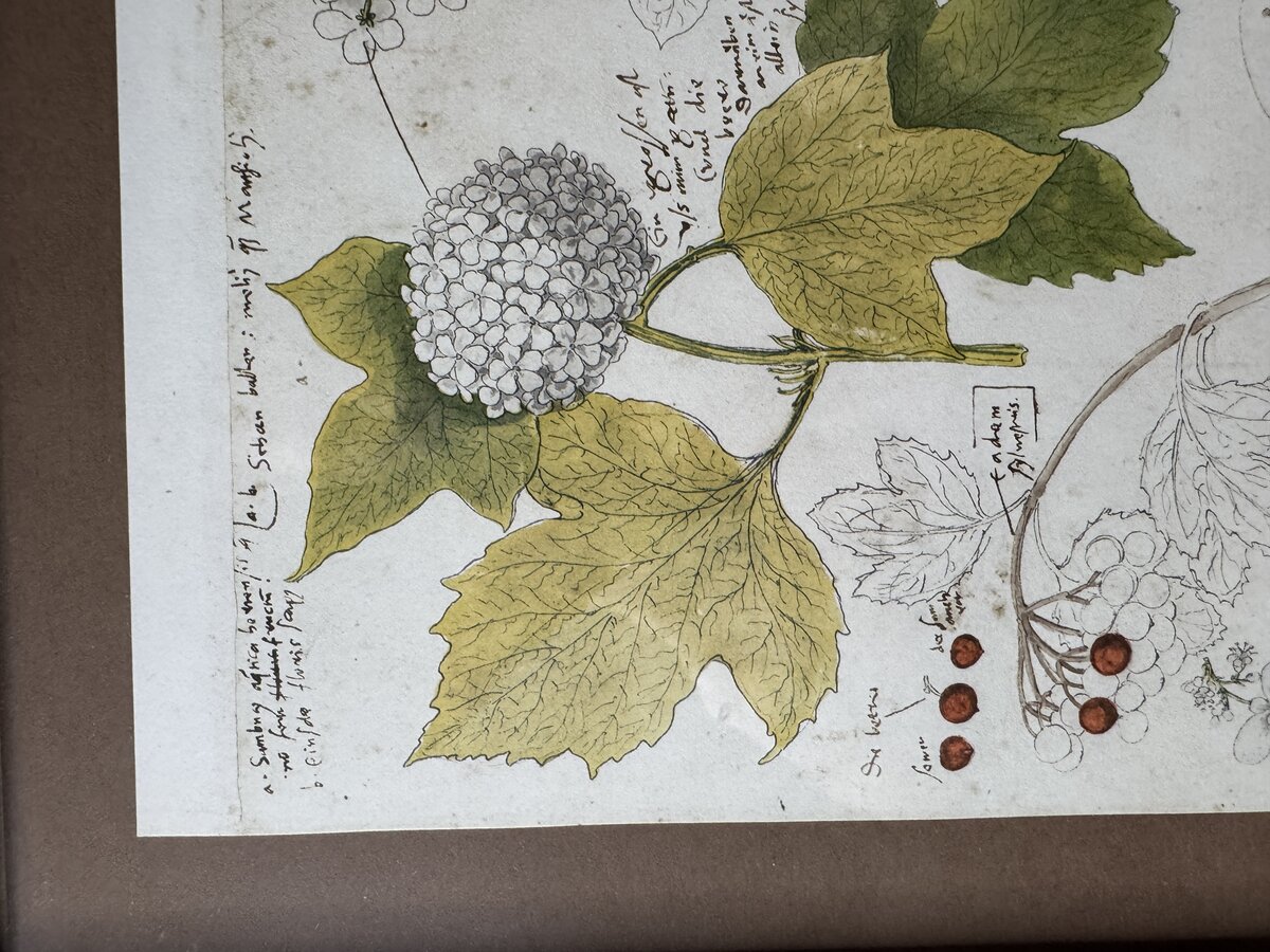 Botanische Studie aus Conrad Gessners 'Historia Plantarum' — Schneeball & Geissblatt (Faksimile) — Inschrift