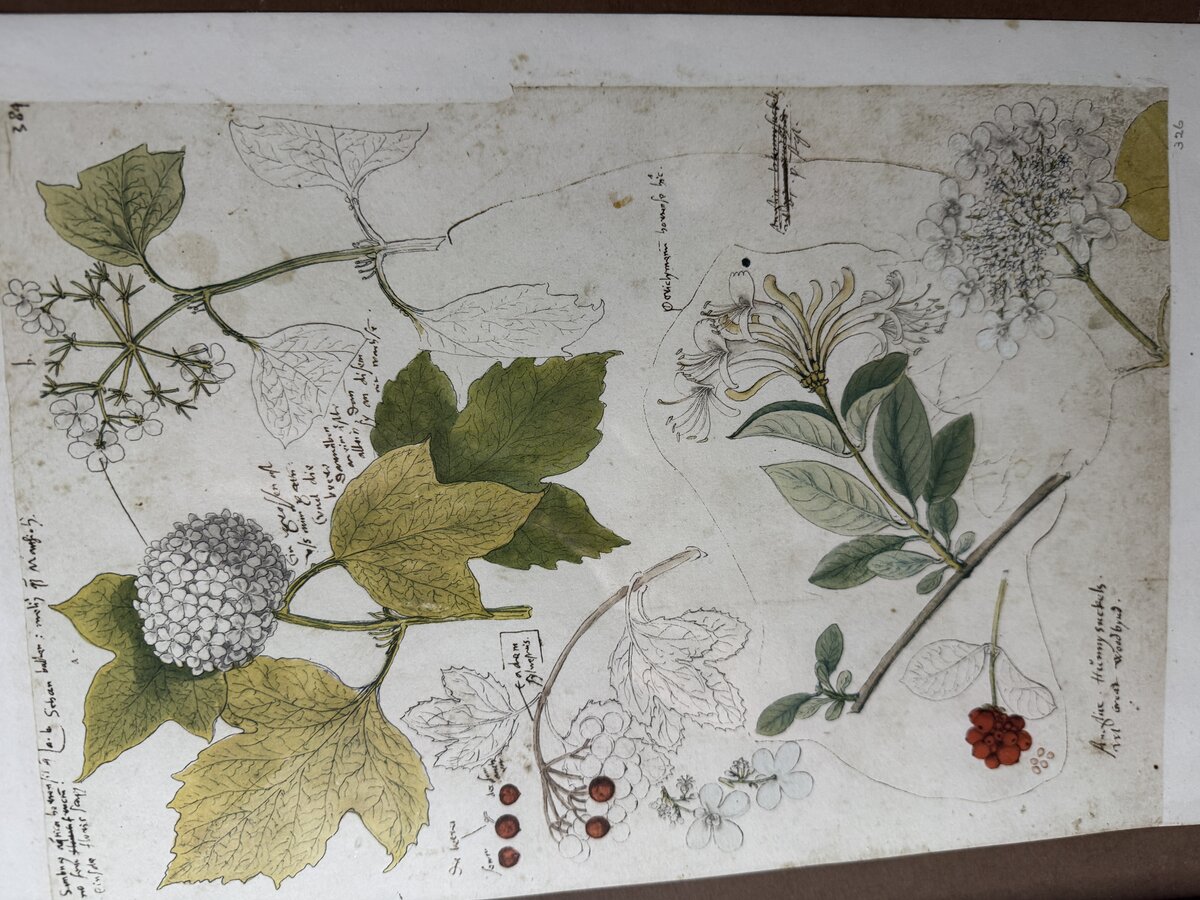 Botanische Studie aus Conrad Gessners 'Historia Plantarum' — Schneeball & Geissblatt (Faksimile) — Inschrift