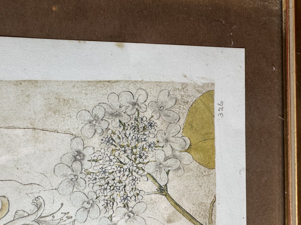 Botanische Studie aus Conrad Gessners 'Historia Plantarum' — Schneeball & Geissblatt (Faksimile) — Inschrift