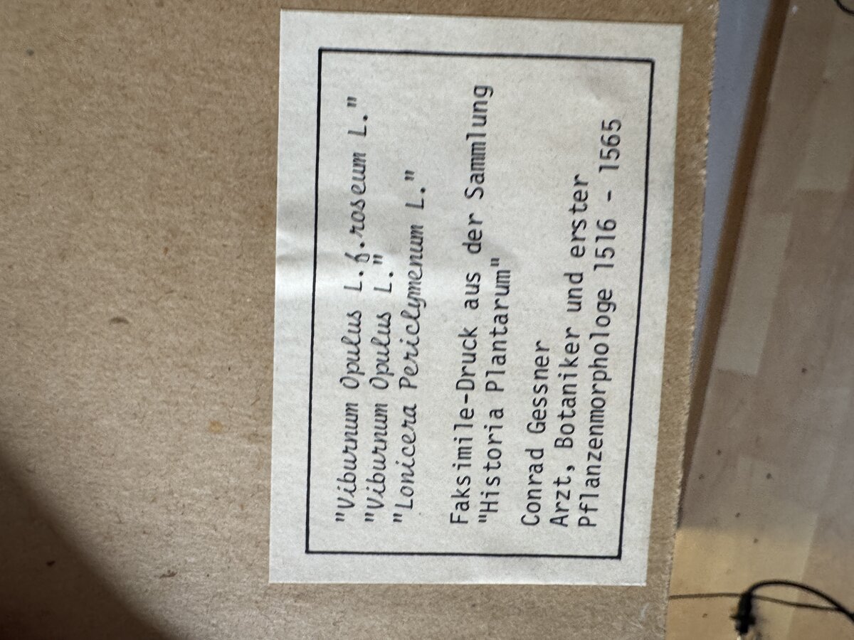 Botanische Studie aus Conrad Gessners 'Historia Plantarum' — Schneeball & Geissblatt (Faksimile) — sticker