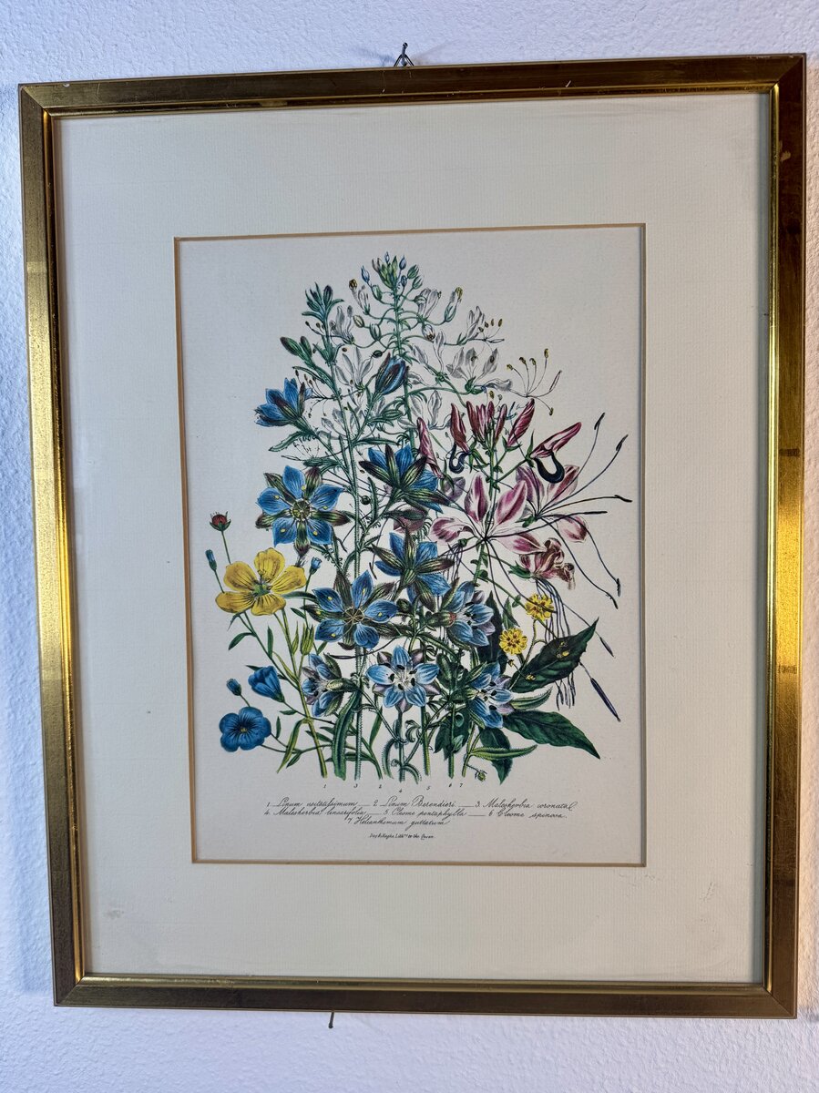 植物リトグラフ ― 亜麻・マレスヘルビア・クレオメの花の構図です（女王陛下御用リトグラファー Day & Haghe 作） — Vorderseite