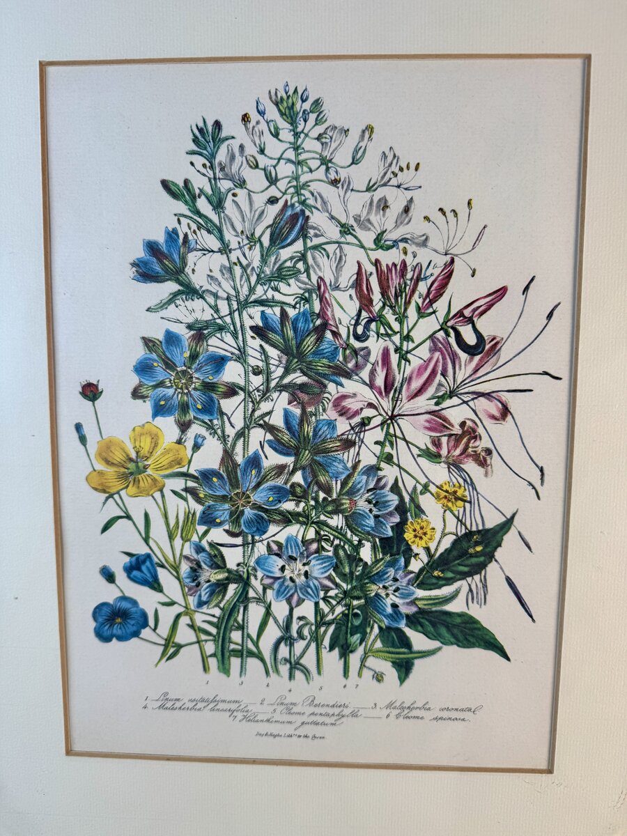 植物リトグラフ ― 亜麻・マレスヘルビア・クレオメの花の構図です（女王陛下御用リトグラファー Day & Haghe 作） — Vorderseite