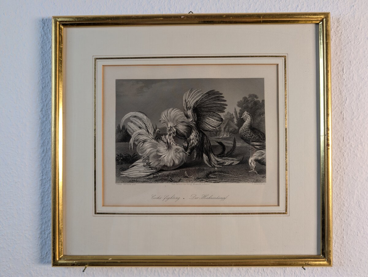 Der Hahnenkampf – Cocks-Fighting. Stahlstich nach Frans Snyders