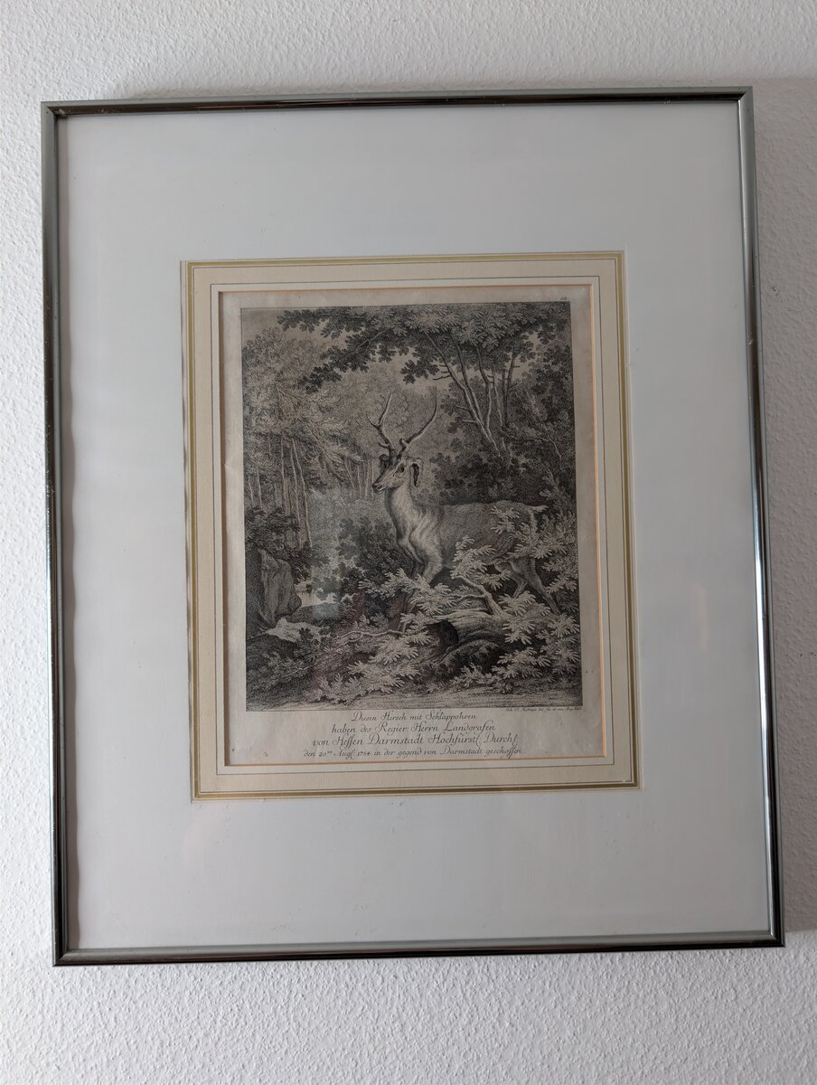 Johann Elias Ridinger: «Diesen Hirsch mit Schlappohren», merkwürdiger Hirsch des Landgrafen von Hessen-Darmstadt, Kupferstich nach 1754